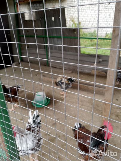 Ливенские ситцевые