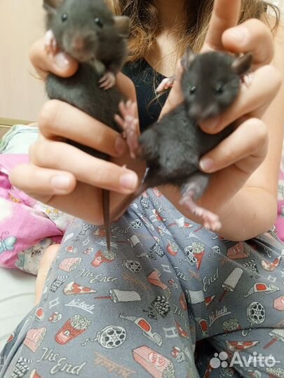 Крыса дамбо