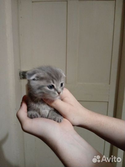 Кошки породистые