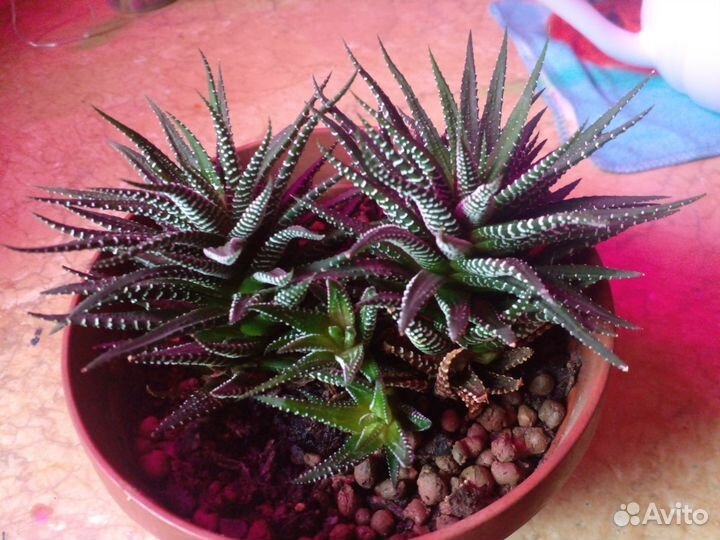 Суккуленты хавортия