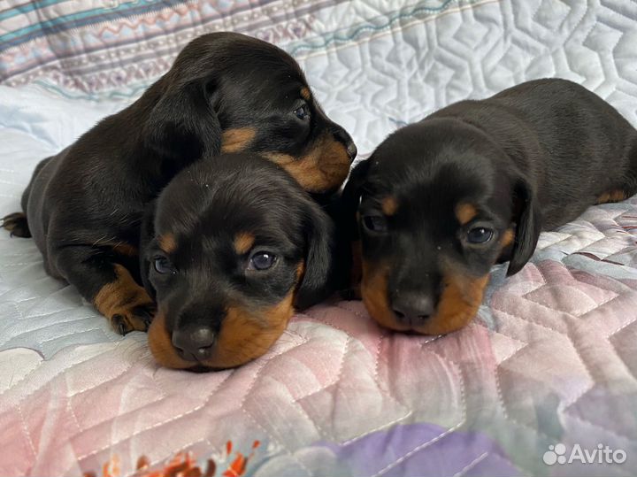 Щенки мини таксы