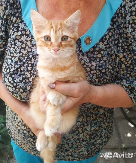 Котята ищут дом