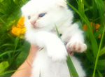 Шотландский вислоухий белый котенок