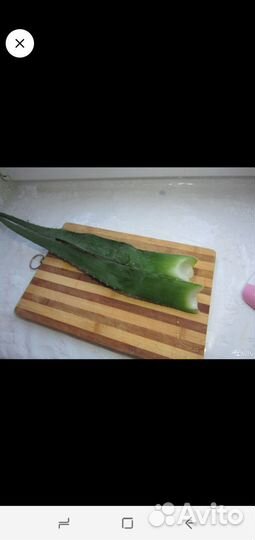 Листочки алоя вера