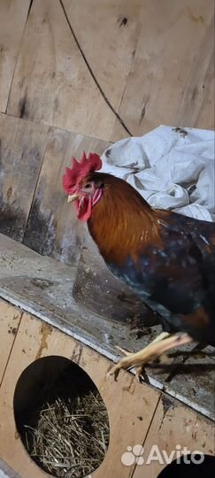 Молодые петухи