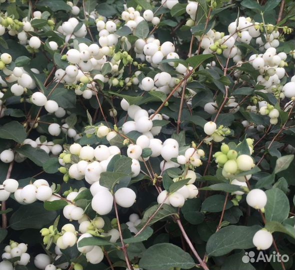 Саженцы снежноягодника Белый