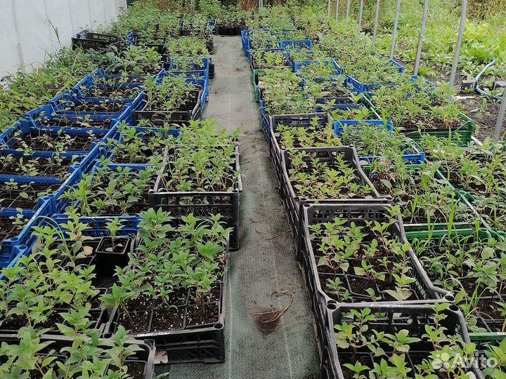 Укорененные черенки гортензии метельчатой. NEW