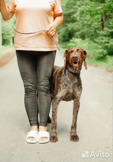 Собака в добрые руки Драхтар