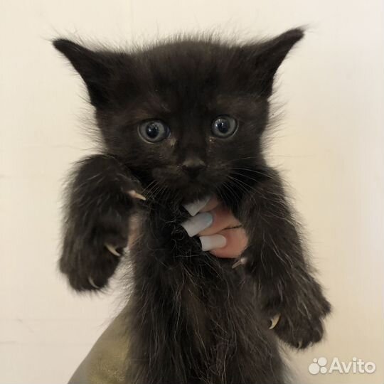 Котёнок, в добрые руки