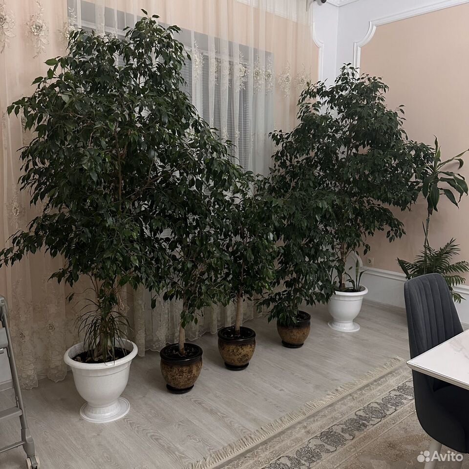 Фикус, Астрахань