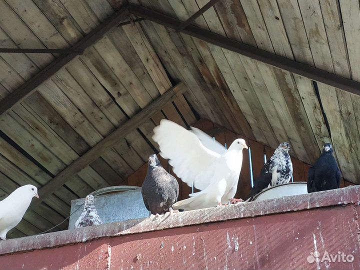 Голуби бабочки