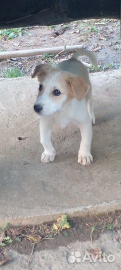 Щенки маленькой дворняжки