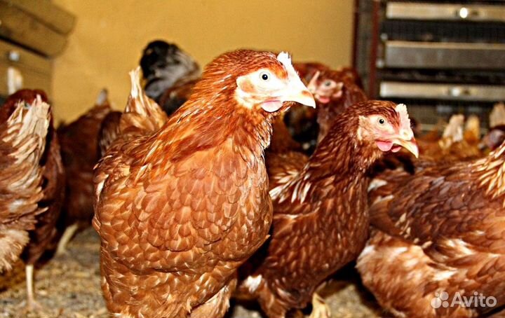 Куры молодки
