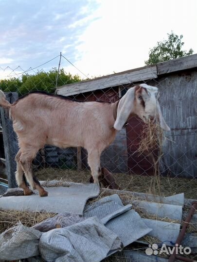 Коза дойная, козочки