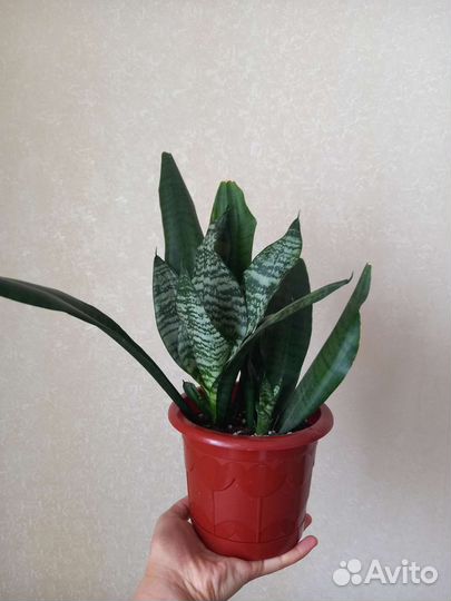 Сансевиерия