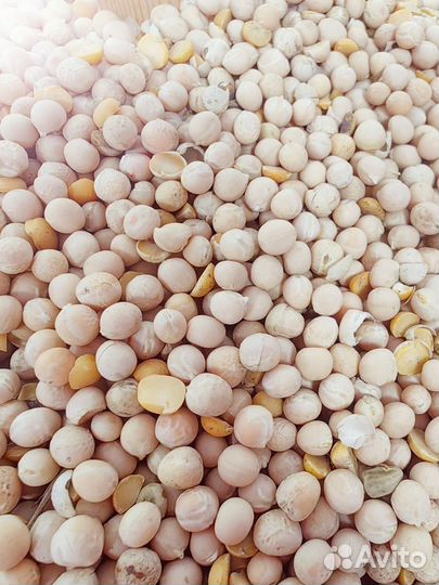 Горох кормовой