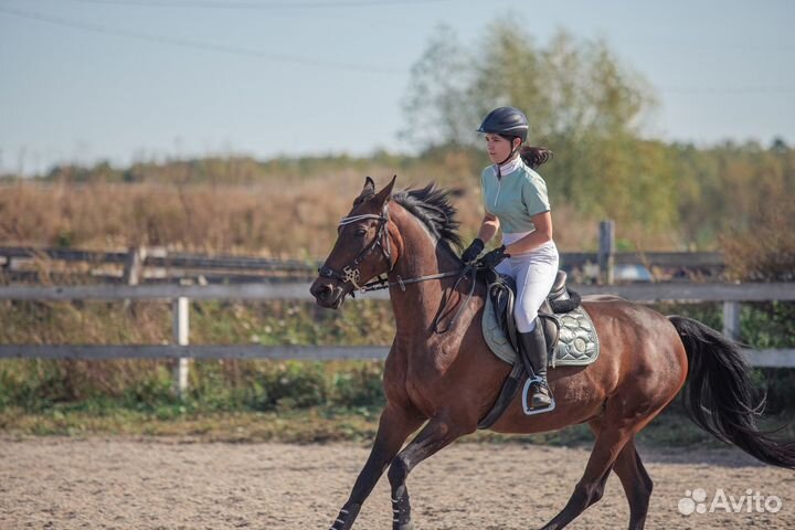 Кобыла в аренду мо