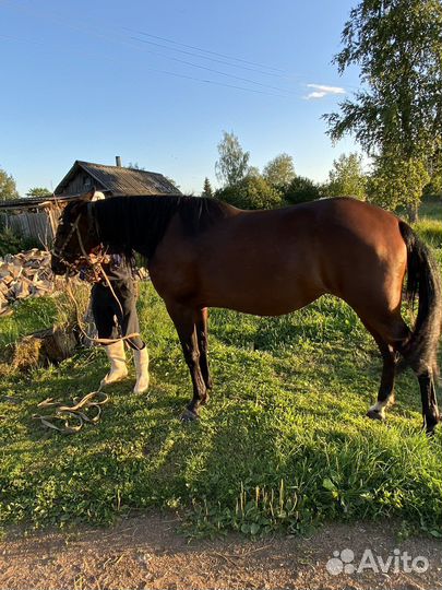 Продам лошадь