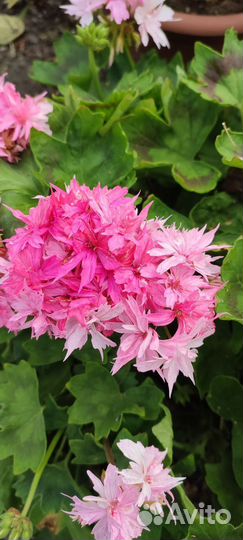 Пеларгония герань стеллар