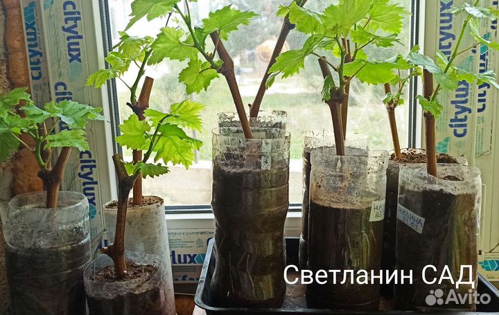 Саженцы винограда столовых сортов