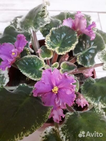 Фиалки листики