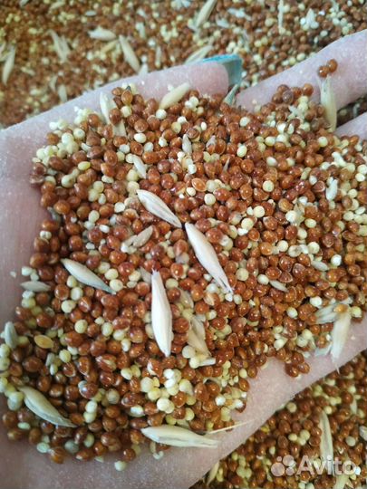 Смесь для попугаев и канареек