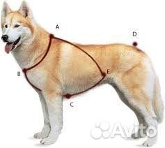 Шлейка ездовая