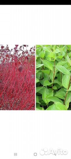 Мята; дёрен, Сибирика; роза ругоза