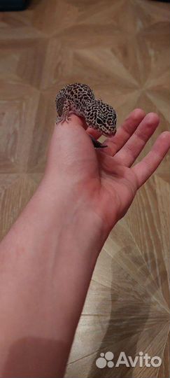 Геккон эублефар