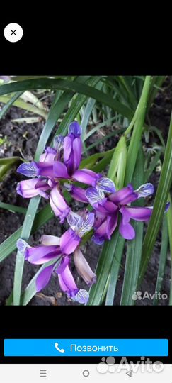 Многолетники для сада цветы