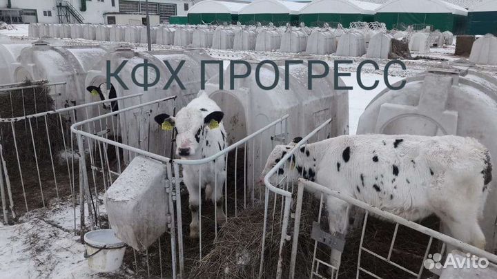 Бычки телята