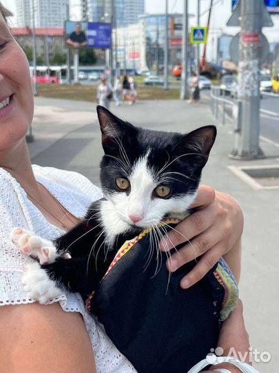 Кошки котята кот ищет дом