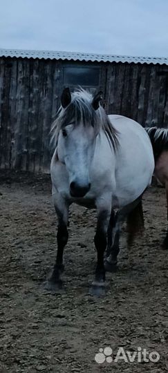 Лошади 40 голов