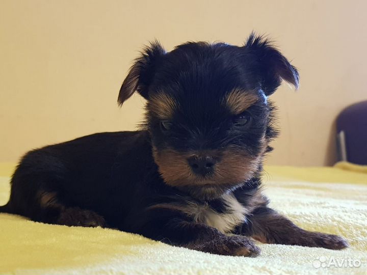 Щенки Йорка