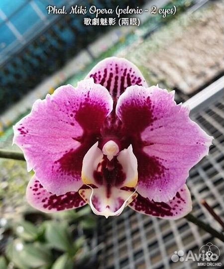 Сортовые орхидеи