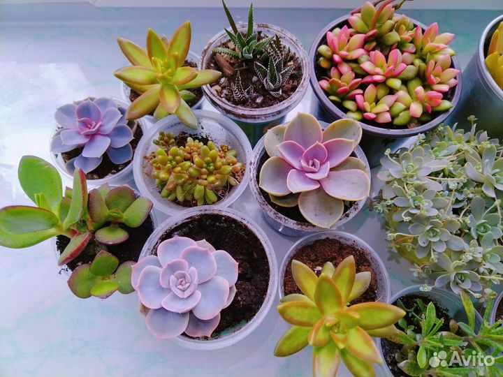 Суккуленты