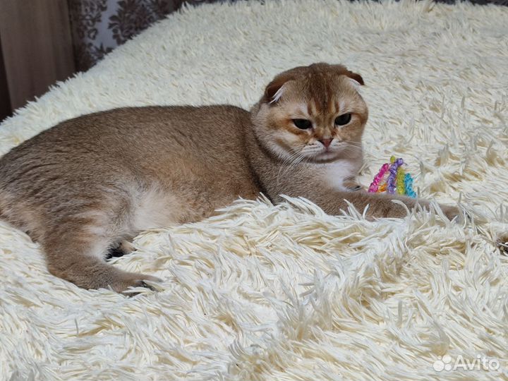 Шотландский золотой кот шиншила для вязки