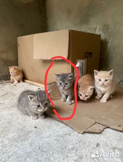 Серый котенок