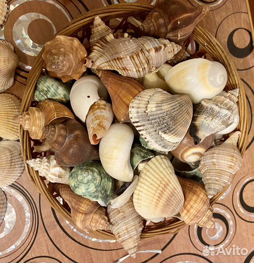 Ракушки морские для поделок и статуэтка сувенир