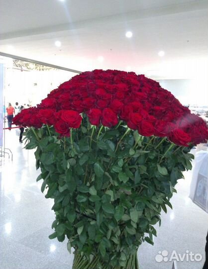 101 Роза Цветы Пионы