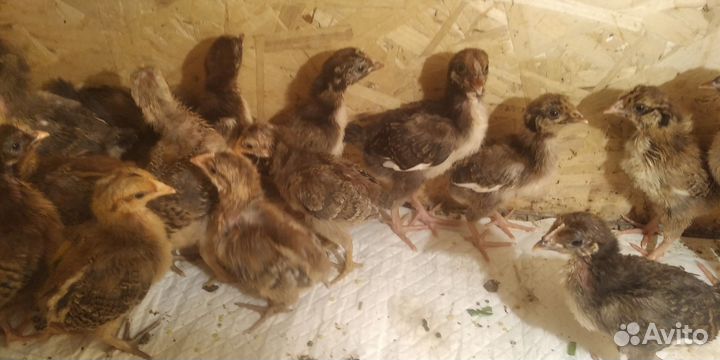 Цыплята несушки подрощенные