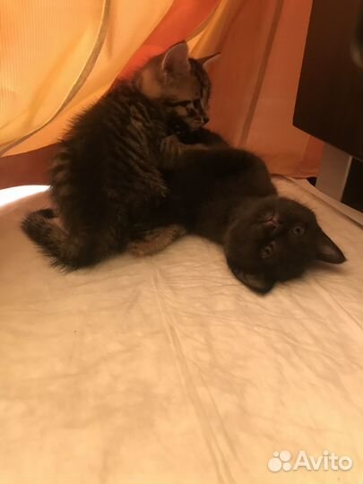 Милые котята