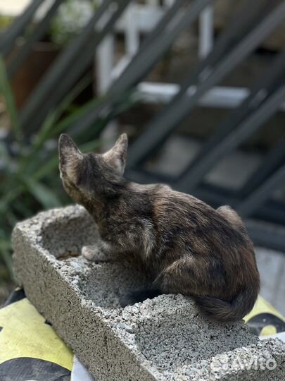 Котёнок 2 месяца