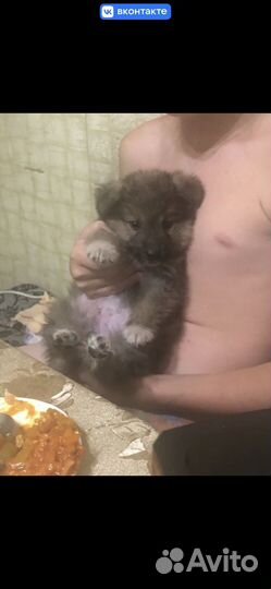 Отдам щенка