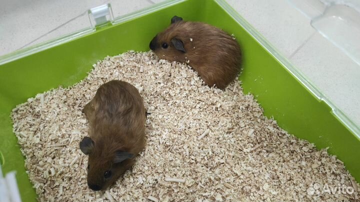 Морские свинки