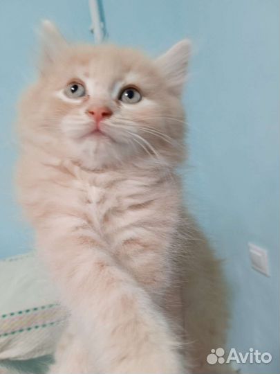 Котята в дар
