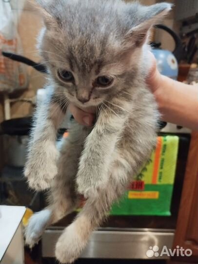 Кошка