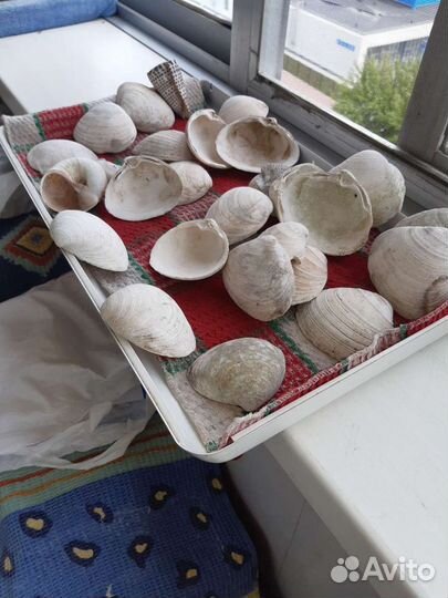 Морские ракушка 25шт
