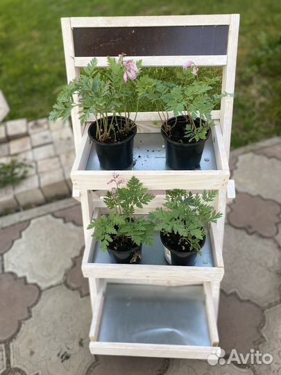 Садовые растения