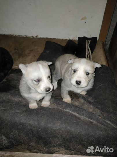 Щенки хаски